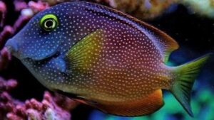 Squaretail Bristletooth Tang