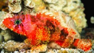 Starburst Scorpionfish
