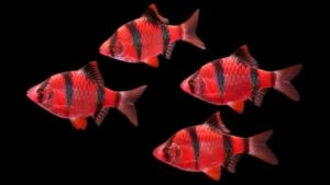 Starfire Red Barbs Glofish