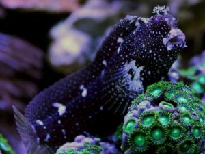 Starry Blenny