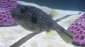 Stars and Stripes Puffer