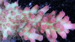 Stawberry Shortcake Acropora