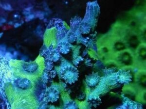 Steel Blue Branching Cyphastrea