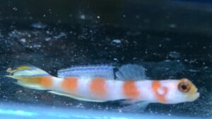 Steinitzs Shrimp Goby