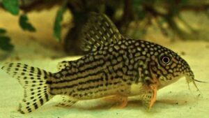 Sterbas Cory Cat