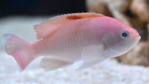 Stocky Anthias