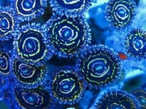 Stratosphere Zoas