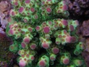 Strawberry Fields Acro