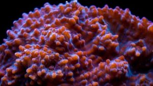 Strawberry Fields Chalice