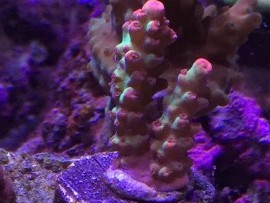 Strawberry Lemonade Acro