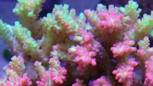 Strawberry Mint Acropora