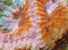 Strawberry Shortcake Favia