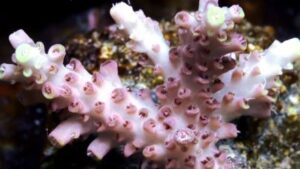 Strawberry Wine Acropora