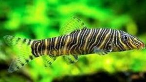 Striata Botia Loach