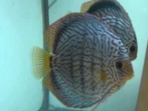 Striated Blue Turquoise Discus