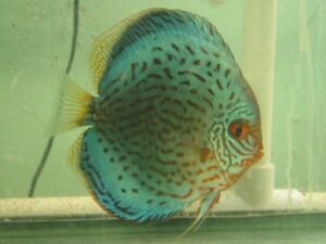 Striated Cobalt Discus