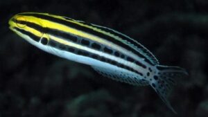 Striped Blenny