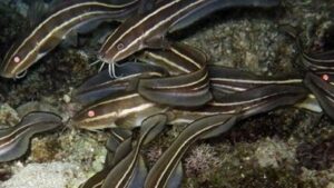 Striped Eel Catfish