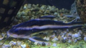 Striped Raphael Catfish