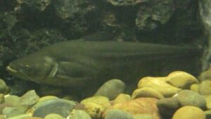 Striped Wallago Catfish