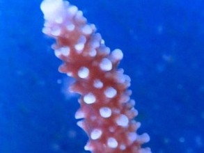 Stuber Staghorn Acropora