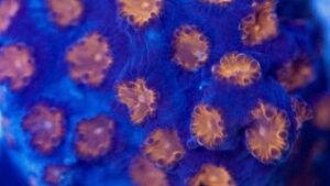 Sucker Punch Cyphastrea