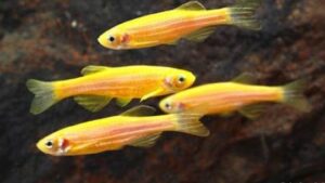 Sunburst Orange Danio Glofish