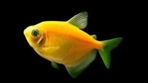 Sunburst Orange Tetra Glofish