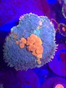 Sunkist Bounce Mushroom Heteropolypus