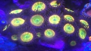 Sunny Delights Zoas