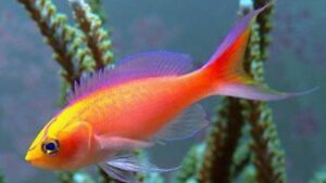 Sunset Anthias