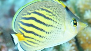 Sunset Butterflyfish