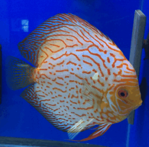 Sunset Tiger Discus