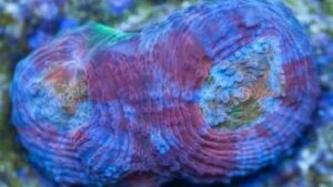 Sunset Watermelon Echinata