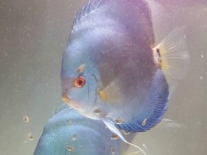 Super Angel Diamond Discus