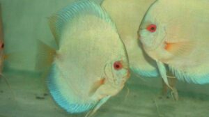 Super Blue Angel Discus