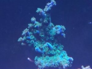 Super Blue Tenuis Acropora
