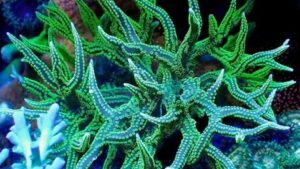 Super Green Birdsnest Seriatopora