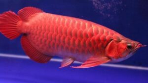 Super Red Arowana