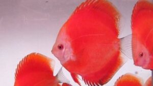 Super Red Melon Discus