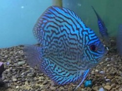 Super Red Turquoise Discus
