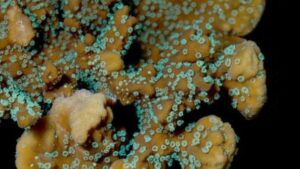 Supernatural Capricornis