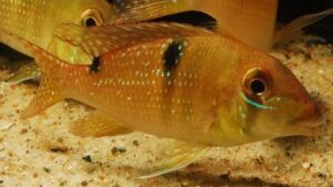 Surinamen Geophagus