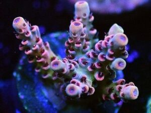 Sweet Fox Flame Acropora