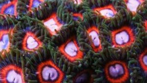 Sweet Zoas