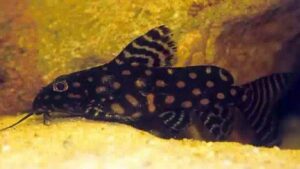 Synodontis Angelicus Catfish