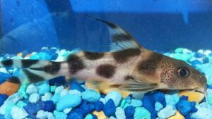 Synodontis Decorus Catfish