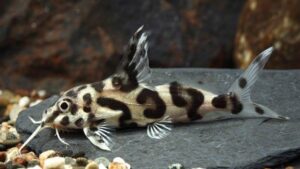 Synodontis Hybrid Catfish