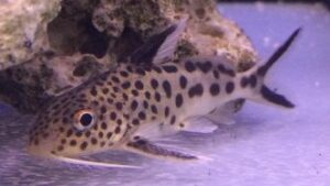 Synodontis Multipunctatus Catfish