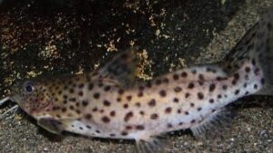 Lake Malawi Syno Catfish